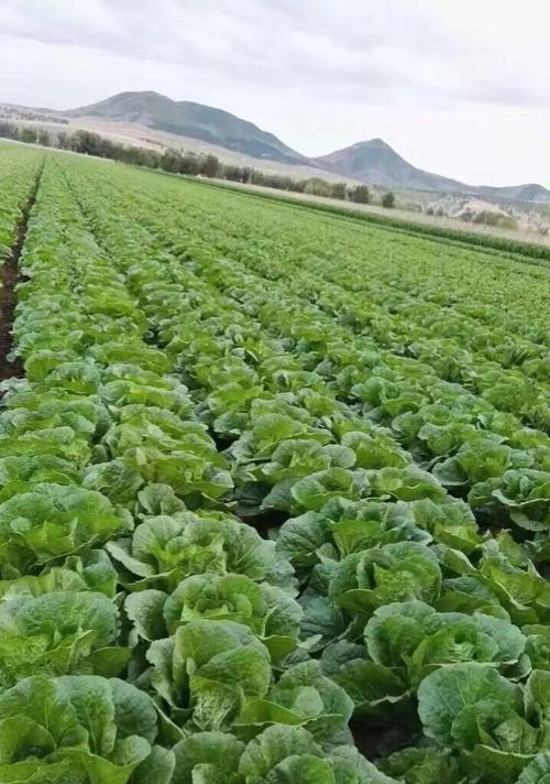 娃娃菜种植全攻略（从时间、方法到注意事项）