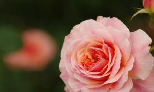 以玫瑰花的花语为主题的文章（玫瑰花传递的爱与喜欢）