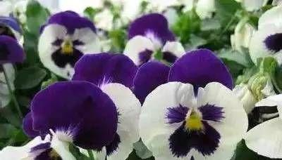 以玫瑰花的花语为主题的文章（玫瑰花传递的爱与喜欢）