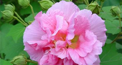 相逢的花语——以忘忧菊为主题的文章（开放心扉）