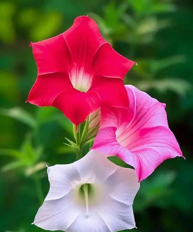 花语告白（用康乃馨告诉Ta）