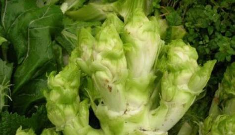 探秘豌豆角的种类与应用（豌豆角名又叫什么菜）