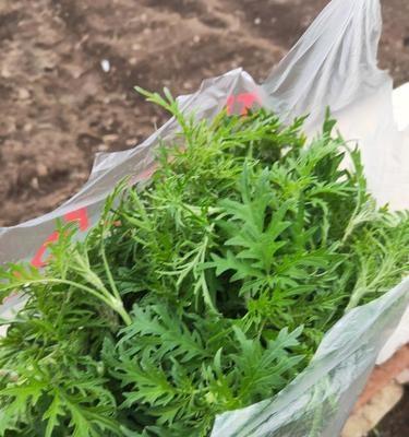 探秘豌豆角的种类与应用（豌豆角名又叫什么菜）