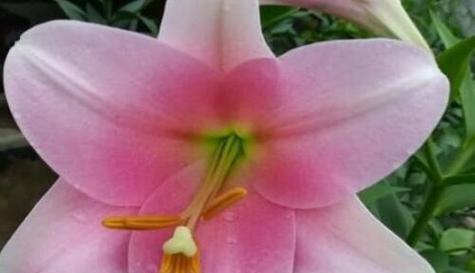 幸福的花语——以康乃馨为主题（寻找幸福的秘诀）