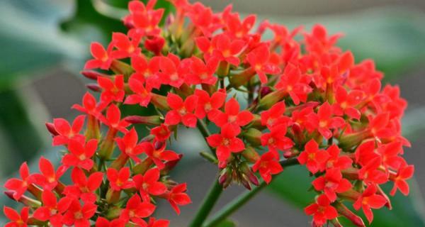 幸运成功之花语（以什么花的花语象征幸运成功）