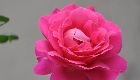 幸运成功之花语（以什么花的花语象征幸运成功）