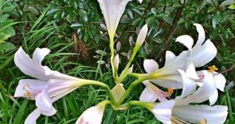 兄妹情深——以兄妹花的花语为主题的文章（用花语表达兄妹间的深厚情感）