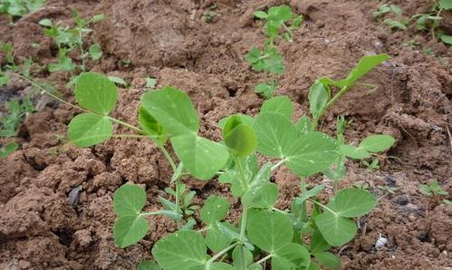 豌豆种植指南（从选种到收获）