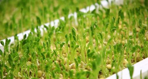 豌豆种植指南（从选种到收获）