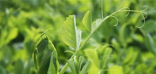 豌豆种植指南（从选种到收获）