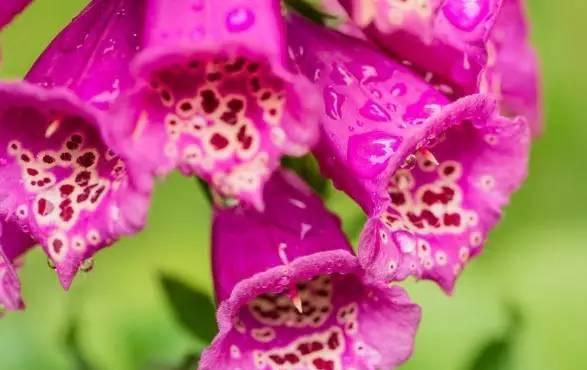 华丽背后的虚伪（以玫瑰花为例探讨花语中的虚伪）