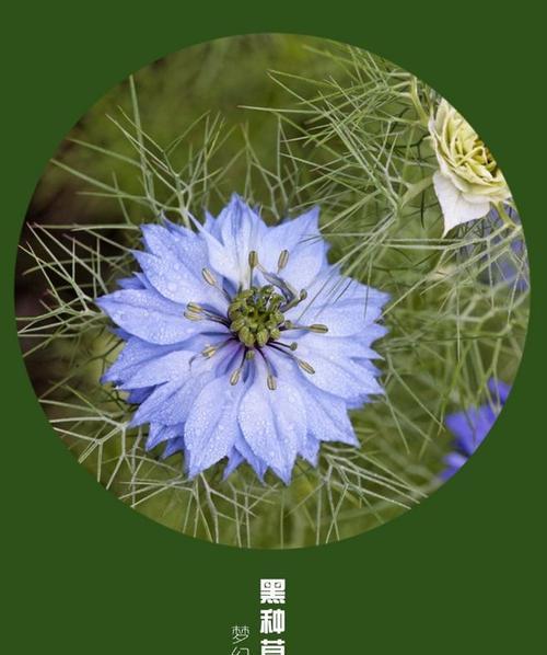 华丽背后的虚伪（以玫瑰花为例探讨花语中的虚伪）