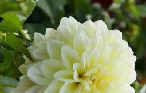 华丽背后的虚伪（以玫瑰花为例探讨花语中的虚伪）