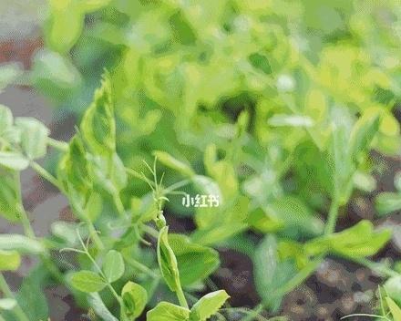 豌豆在冬天会冻死吗（探究豌豆的耐寒性及防寒措施）