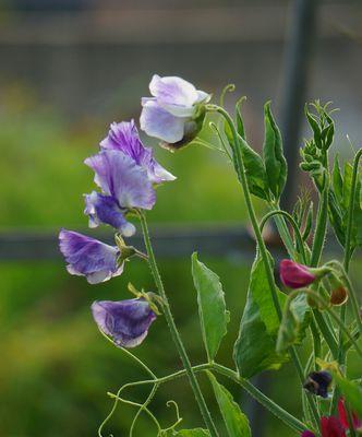 豌豆花是不是完全花（探究豌豆花的性状和形态结构）