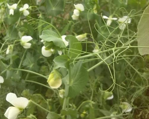 豌豆花是不是完全花（探究豌豆花的性状和形态结构）