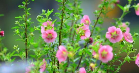 花语中的英雄情怀（以康乃馨的花语表达英雄主题）