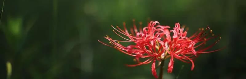 永不再见的花语——以忘忧草为例（忘忧草的花语及象征意义）