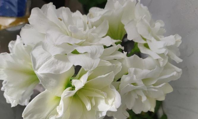 永不再见的花语——以忘忧草为例（忘忧草的花语及象征意义）