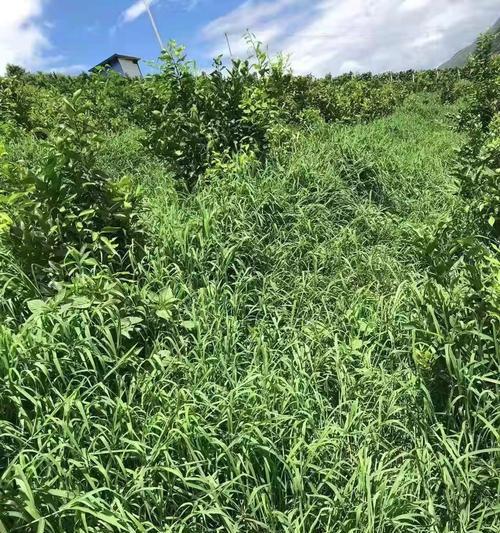 豌豆壳肥料的制作与应用（环保利用农业废弃物）