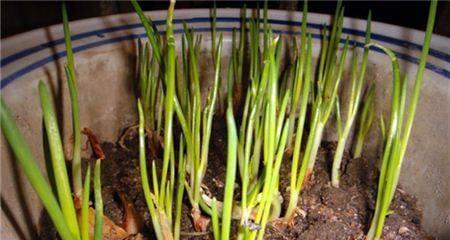 豌豆肥料施用全指南（掌握正确肥料施用方式）