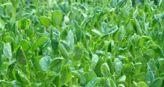 豌豆肥料施用全指南（掌握正确肥料施用方式）