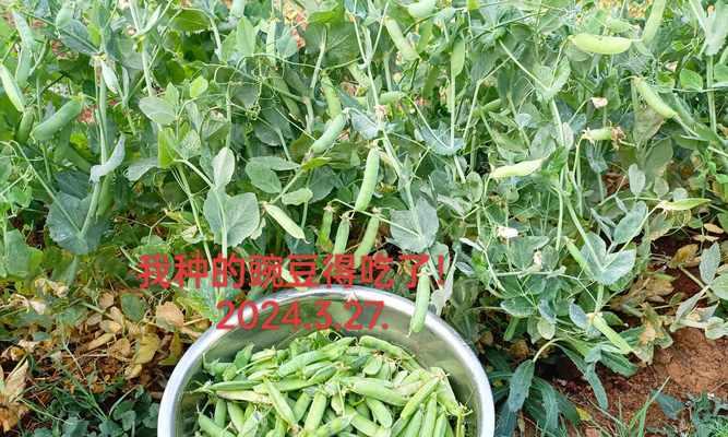 豌豆丰收季节（探究豌豆的种植）