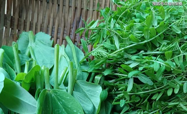 豌豆的最佳食用季节（春季初熟）