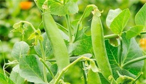 豌豆种植的最佳播种时间（春季一定要趁早）