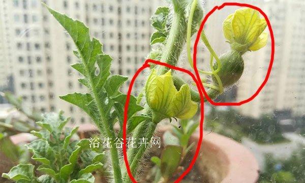 探究豌豆的生殖方式（豌豆的繁衍方式与生态意义）