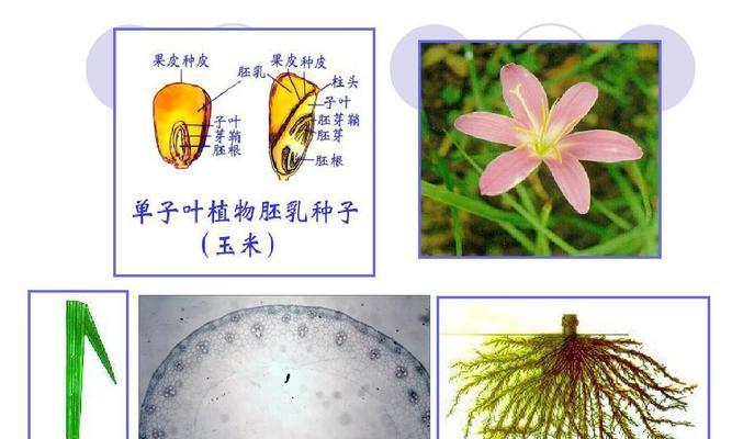 豌豆是单子叶植物吗（深入探究豌豆的分类学特征）