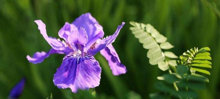 挚友如花，不变的陪伴（以白兰花的花语诠释挚友情谊）