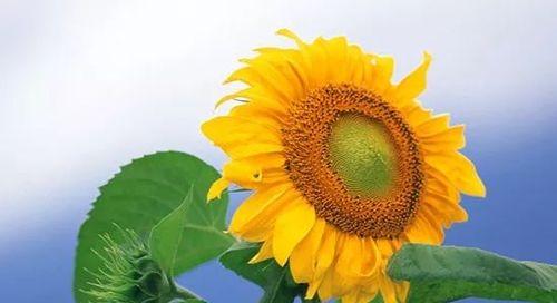 自信阳光，傲然怒放（以向日葵的花语诠释自信阳光的力量）