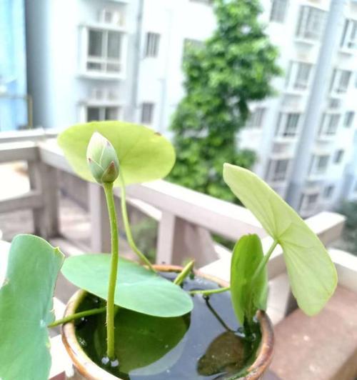 如何防治碗莲长虫子（了解长虫子的危害及防治方法）