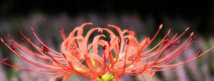 花开罪孽（以什么花的花语是罪孽）