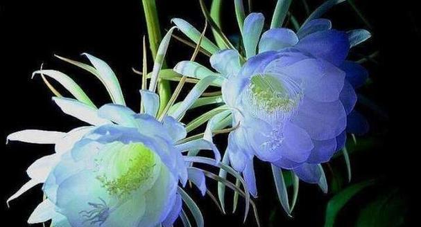 花开罪孽（以什么花的花语是罪孽）