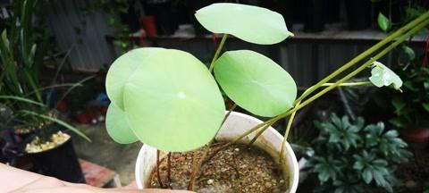 如何催花碗莲（掌握这些方法）