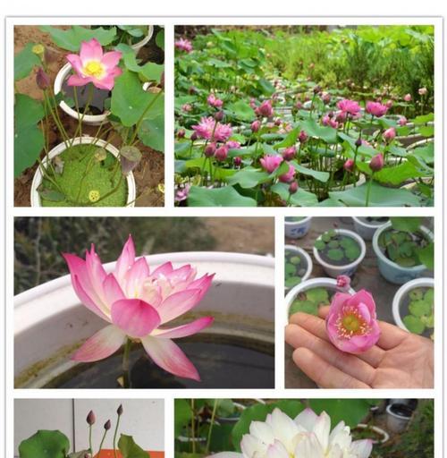 如何催花碗莲（掌握这些方法）