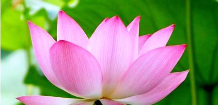 碗莲的花语和寓意（探寻花海中的涟漪——碗莲的美丽与启示）