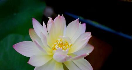 碗莲的花语和寓意（探寻花海中的涟漪——碗莲的美丽与启示）