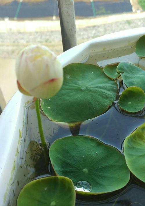碗莲的花语和寓意（探寻花海中的涟漪——碗莲的美丽与启示）