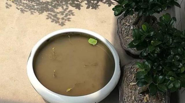碗莲底肥的选择和施用方法（如何让碗莲长得更健康）