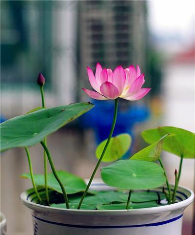 冬天也能开花的碗莲（碗莲冬季开花的原因及养护技巧）