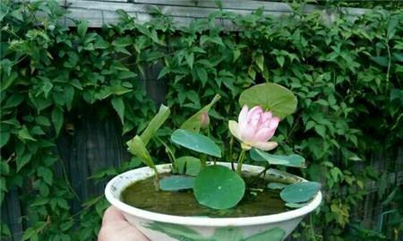 冬天也能开花的碗莲（碗莲冬季开花的原因及养护技巧）