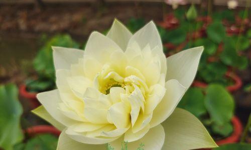 冬天也能开花的碗莲（碗莲冬季开花的原因及养护技巧）