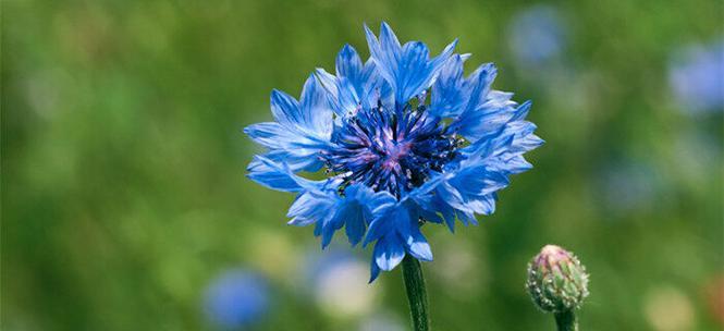 矢车菊的花语与寓意（探索矢车菊花的含义）