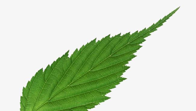 树叶的象征意义（揭开树叶象征意义的神秘面纱）