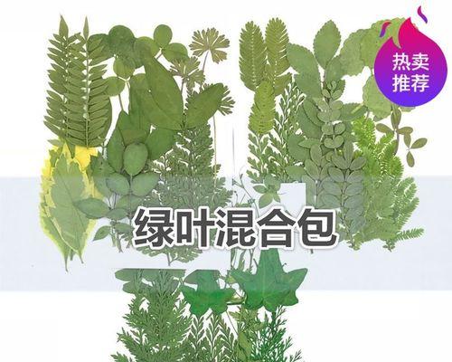 树叶的象征意义（揭开树叶象征意义的神秘面纱）