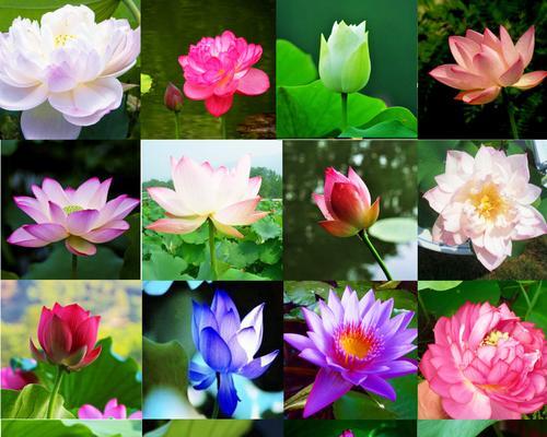 碗莲开花时间与养护技巧（掌握关键）
