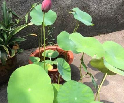 碗莲开花时间与养护技巧（掌握关键）